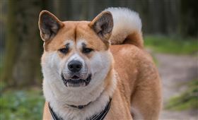 雲林,狗咬人,女童,鄰居,秋田犬（圖／翻攝畫面）