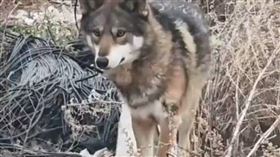 新疆烏魯木齊有村民養了3年的小狗，發現其實是野狼。（圖／翻攝自微博）