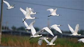 北風起霜降到  台南度冬黑琵逾1500隻北風起，霜降節氣到來，大批黑面琵鷺抵台度冬，台南市生態保育學會調查顯示，台南棲息黑琵已逾1500隻。（台南市生態保育學會副總幹事黃永豐提供）中央社記者張榮祥台南傳真  113年10月24日