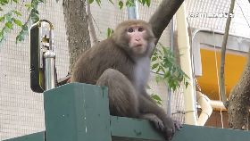 L山猴搶麥當1800