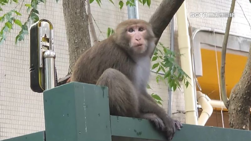 獼猴闖北市校園！林業署籲保持8公尺距離