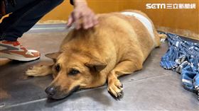 社區,小黃,新竹,輾壓,動保所（圖／記者羅欣怡攝影）