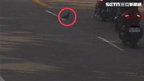 鴿子,散步,逛街,車禍,台中,離奇車禍,追撞（圖／翻攝畫面）