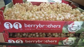 大江生醫自荷蘭進口冷凍白醋栗，高達112公斤被檢出殘留農藥派美尼1.75ppm、布瑞莫0.02ppm。（圖／食藥署提供）