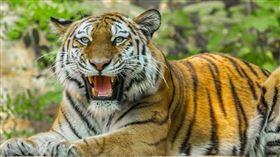 ▲tiger（圖／翻攝自pixabay）