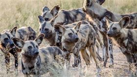 野狗,流浪狗
（示意圖／翻攝自Pixabay）