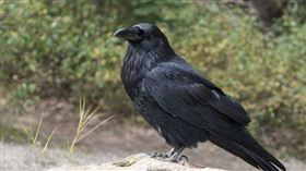 烏鴉（示意圖／pixabay）