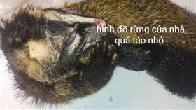 獵人捕獵到白鼻心後委託給蔡女販售，而白鼻心是狂犬病帶原動物之一，若遭感染致死率將是百分之百。（圖／翻攝畫面）
