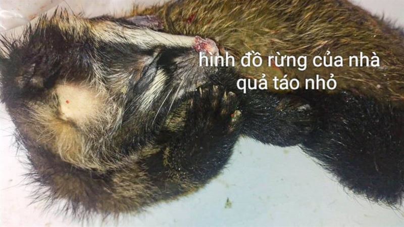 獵人白鼻心也抓　恐染狂犬病致死率100％