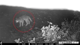 林業及自然保育署臺中分署友善石虎農作／翻攝畫面