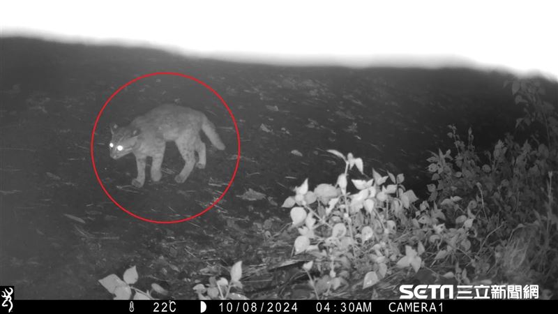 友善農作救保育類　10天內石虎兩度去拜訪