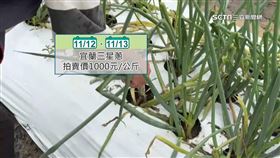 農民、蔥價、三星蔥、青蔥、蔥農