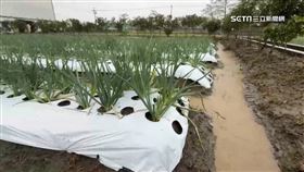 農民、蔥價、三星蔥、青蔥、蔥農