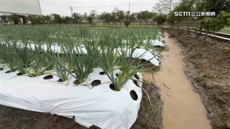 受到前陣子颱風跟雨勢影響，近期蔥價飆漲也讓許多竊賊盯上。（示意圖／資料照）