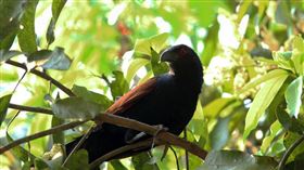 ▲杜鵑鳥（圖／翻攝自pixabay）