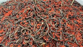 縣長盃秋季田徑賽跑道出現滿滿蚯蚓。