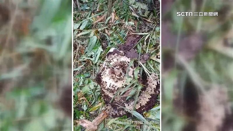 秋季虎頭蜂活躍期！專家：捕蜂裝留意袖口