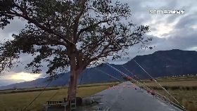 L封閉城武樹1200