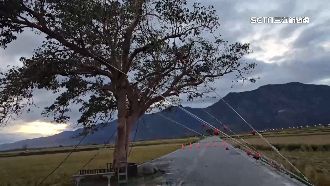 伯朗大道提前封閉　人力拉索護金城武樹