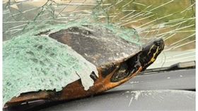 烏龜撞擋風玻璃　（圖／翻攝自TikTok＠Lolitachaquitabonita）
