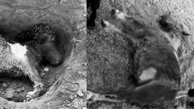 9隻遊蕩犬啃食馬肉分屍，造成3死2傷。（圖／翻攝畫面）