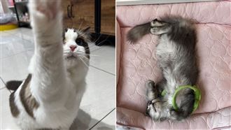 喵的勒貓咪店長招客　不藏私推薦喵吊床