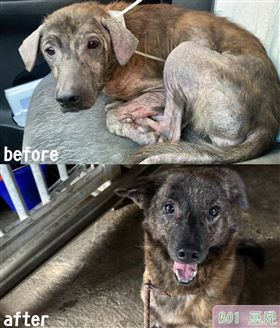 老年流浪犬貓經動保會照顧後恢復狀態，康橋師生協助籌集醫療基金