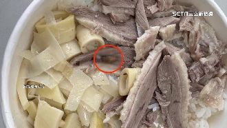 獨／鵝肉排隊名店驚見小強！業者暫停營業