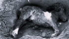 台南,市立馬術場,黃金海岸,賽馬,流浪狗,啃食