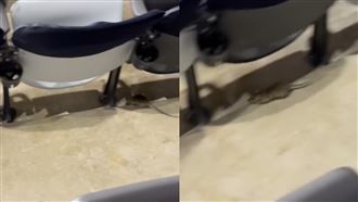 不只有漏水問題！大巨蛋座位區見米奇亂竄