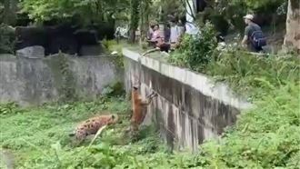 木柵動物園男手賤挑釁鬣狗　園方氣炸喊告
