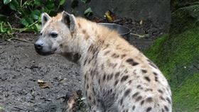 台北市立動物園提供