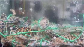 肥美的萬里花蟹是許多饕客入秋後的必吃首選。（圖／翻攝畫面）