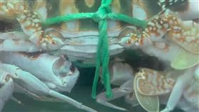 大隻的肥美花蟹，在市場上非常稀有。（圖／翻攝畫面）