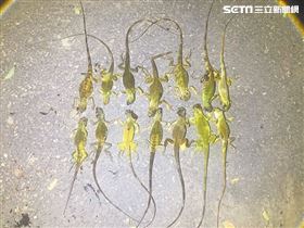 雲農漁民哭了！綠鬣蜥入侵他1周殺了80隻(圖/翻攝畫面)
