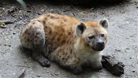 台北市立動物園提供