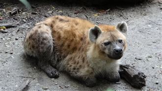 動物園鬣狗大有來頭　曾拍李安《少年Pi》