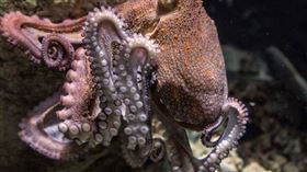 章魚
（圖／翻攝自Pixabay）