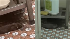 品都串燒,基隆,老鼠,回應（圖／網友提供）