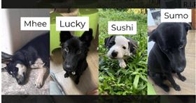 泰國清萊省一名男子假借愛心收養名義取得至少4隻流浪狗作為寵物，事後卻將牠們出售給非法屠宰場，甚至疑似自己也食用了這些狗狗的肉。（圖／翻攝Thai PBS World）

