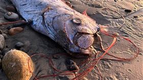 地震魚 皇帶魚https://www.facebook.com/photo?fbid=955746133255874&set=pcb.955746169922537