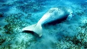 儒艮,https://www.flickr.com/photos/andreas63/4448073809/in/photolist-7M4xnK-2jb4Jw6-9uMpT2-2jaZMry-c77wEA-2jb167o-c77why-2jb3pxW-fFxMt7-2jb3kJU-fFgc62-fFgCcZ-2jaZHRn-fFgxJF-88ghdy-2jaZLcE-2jb3mK6-2jb3p3