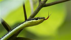 蛇,機車,咬傷,高雄