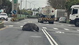 大黑豬,大園,跳車,屠宰場,桃園（圖／翻攝畫面）
