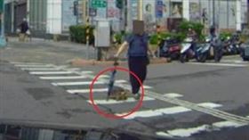 有駕駛分享開車前往海山捷運站途中，發現有婦人帶烏龜過馬路，讓他進退兩難。（圖／翻攝自爆料公社）