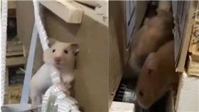 上百隻倉鼠在飛機上亂竄，導致航班被迫停飛。（圖／翻攝自X）