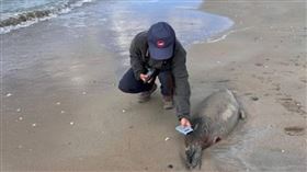 近日有超過1千隻海豹被沖上裡海海岸。（圖／X）