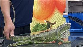 台南113年捕捉綠鬣蜥數量已破萬台南市政府113年度捕捉綠鬣蜥總經費新台幣220萬元，得標廠商至9月17日已捕獲超過1萬隻。圖為捕獲的綠鬣蜥。（台南市農業局提供）中央社記者楊思瑞台南傳真  113年11月11日