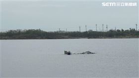 嘉義,八掌溪,沙洲,捕魚,溪水