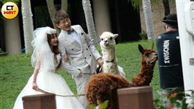 在拍攝婚紗照過程中，麥可還用後腳疑似踢中「小翁總」，但看來不嚴重不影響拍攝。（圖／本刊攝影組）